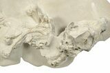 Fossil Oreodont (Merycoidodon) Skull with Associated Bones #232221-5